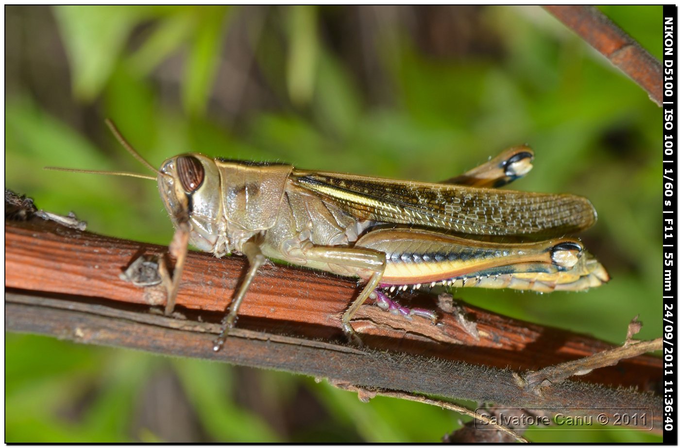 Eyprepocnemis plorans